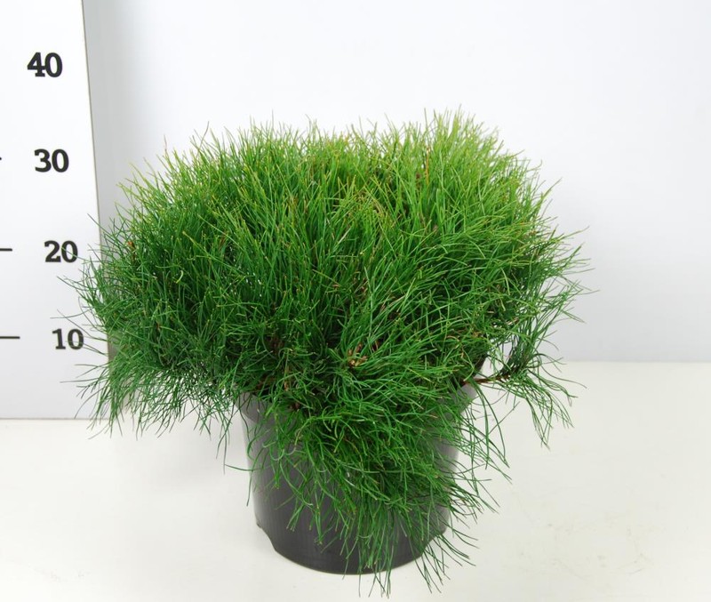 Сосна горная Пумилио